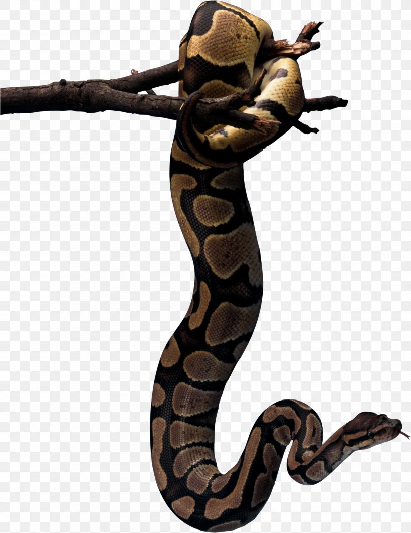 Reptile Snakebite African Rock Python Ophidiophobia, PNG, 1909x2474px, Reptile, African Rock Python, Animal, Boa Constrictor, Boas Download Free
