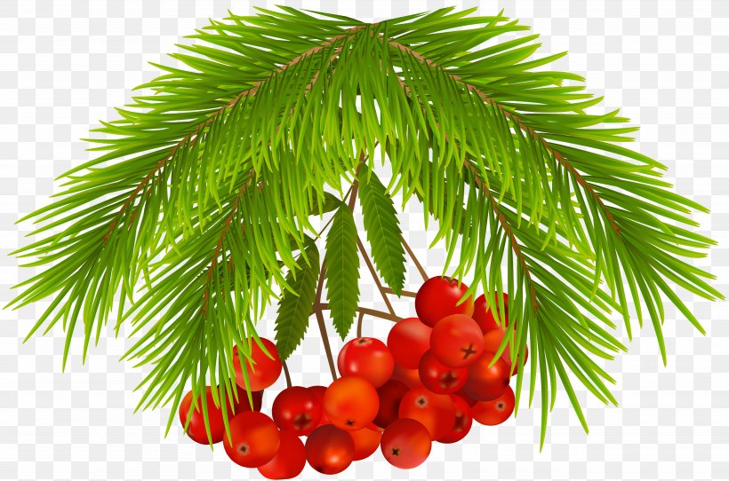 Tree Christmas Day Fruit Image Food, PNG, 5000x3309px, Tree, Arecales, Berries, Berry, Christmas Day Download Free