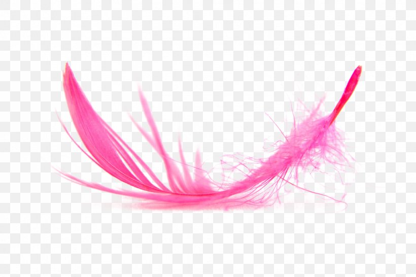 Feather Download, PNG, 1024x683px, Feather, Freeware, Magenta, Pink, Software Download Free