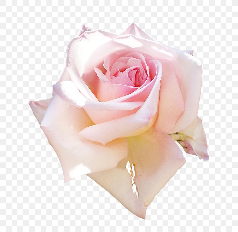 Garden Roses Still Life: Pink Roses Floral Design, PNG, 728x800px, Garden Roses, Blue Rose, Cabbage Rose, Cut Flowers, Floral Design Download Free