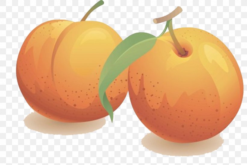 Nectarine Fruit Clip Art, PNG, 1024x683px, Nectarine, Apple, Apricot, Carambola, Citrus Download Free