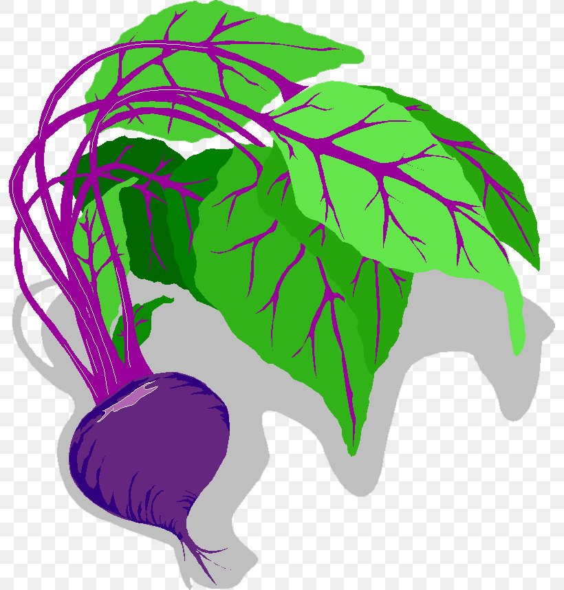 Vegetable Beetroot Sugar Beet Radish Food, PNG, 795x858px, Vegetable, Beet, Beetroot, Broccoli, Common Beet Download Free