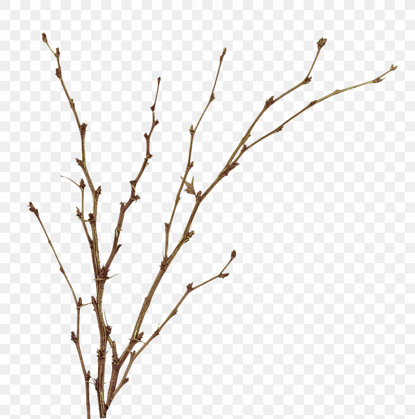 Branch Twig Tree Plant Plant Stem, PNG, 1200x1213px, Branch, Flower, Plant, Plant Stem, Tree Download Free