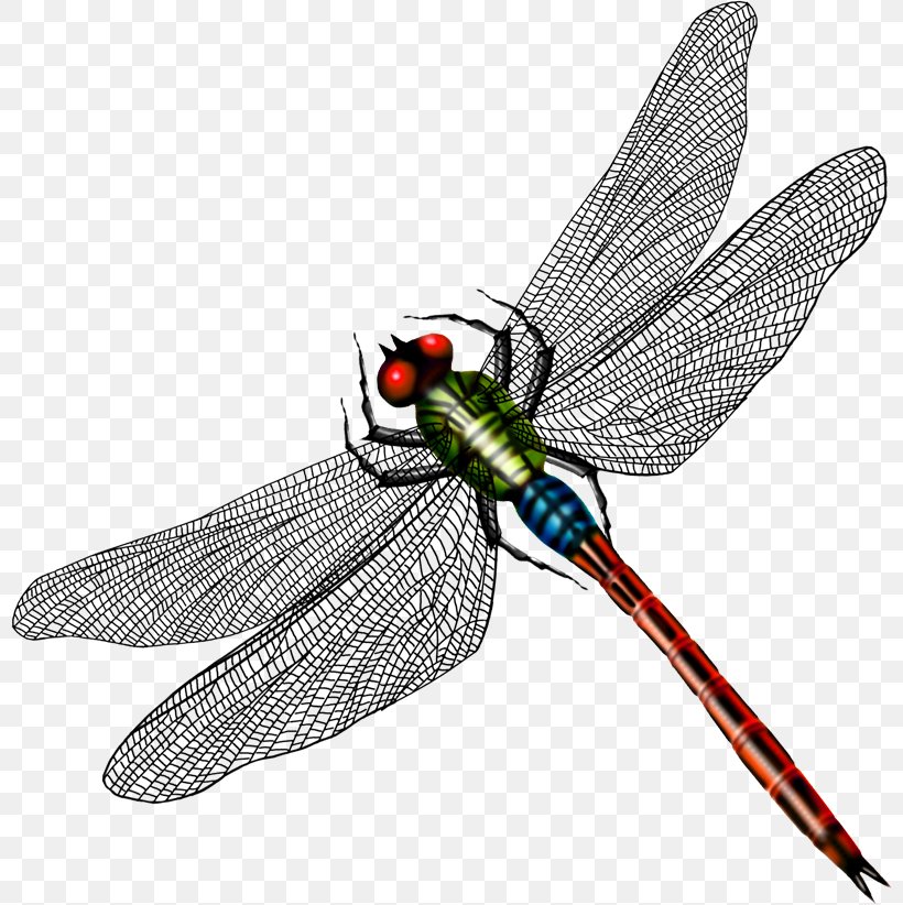 Dragonfly Butterfly Image Design, PNG, 800x822px, Dragonfly, Art, Arthropod, Borboleta, Butterfly Download Free