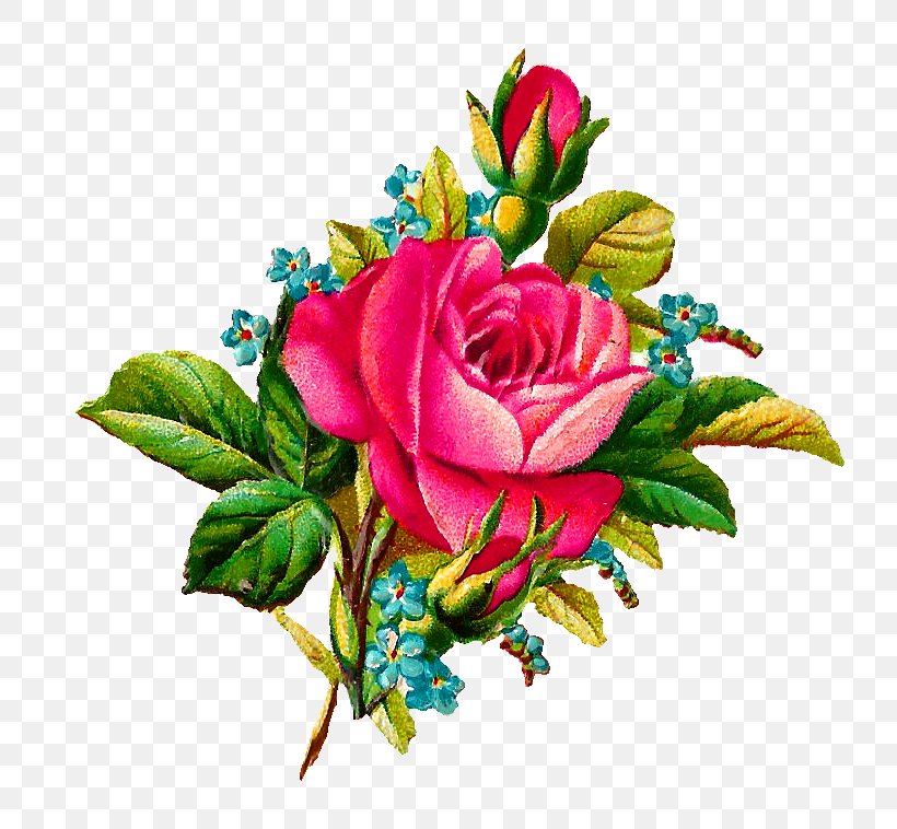 Flower Garden Roses Pink Clip Art, PNG, 779x758px, Flower, Color, Cut Flowers, Drawing, Floral Design Download Free