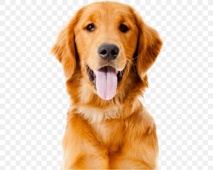 Golden Retriever Labrador Retriever Labradoodle Puppy, PNG, 449x656px, Golden Retriever, Animal, Breed, Canidae, Carnivoran Download Free