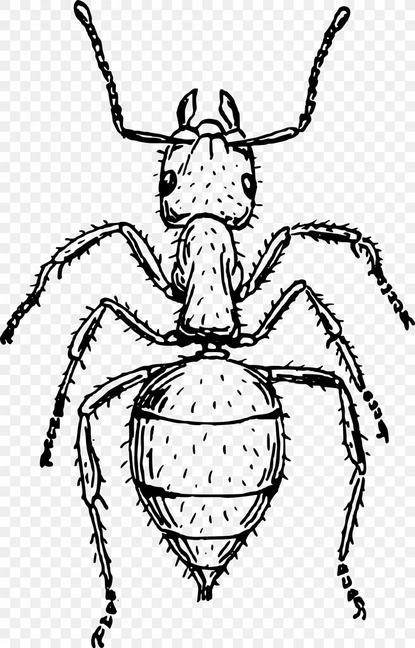 Insect Ant Drawing Line Art, PNG, 2000x3121px, Insect, Ant, Art, Arthropod, Artwork Download Free