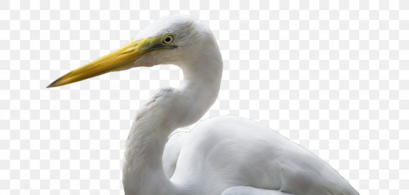 Great Egret Bird Crane Heron, PNG, 960x458px, Great Egret, Beak, Bird, Crane, Egret Download Free
