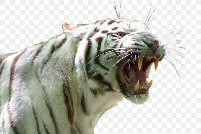 Singapore Zoo Siberian Tiger White Tiger Lion, PNG, 922x614px, Singapore Zoo, Animal, Bengal Tiger, Big Cats, Carnivoran Download Free