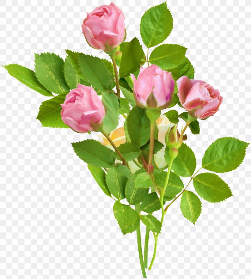 Garden Roses Flower Pink Clip Art, PNG, 1953x2173px, Garden Roses, Branch, Bud, Color, Cut Flowers Download Free