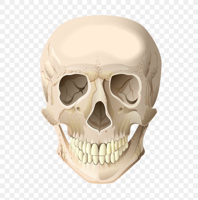 Skull Skeleton Head Bone, PNG, 1000x1011px, Skull, Bone, Day Of The Dead, Facial Skeleton, Head Download Free