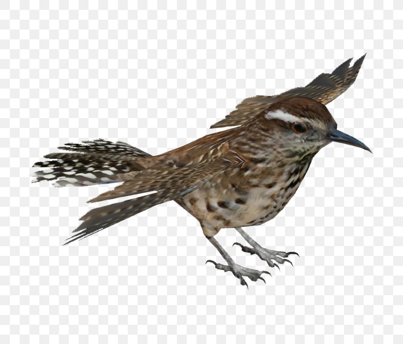 Bird Cactus Wren Cactaceae, PNG, 699x699px, Bird, Beak, Cactaceae, Cactus Wren, Campylorhynchus Download Free