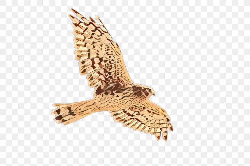 Bird Peregrine Falcon Falcon Cooper's Hawk Bird Of Prey, PNG, 2000x1336px, Cartoon, Accipitridae, Bird, Bird Of Prey, Coopers Hawk Download Free