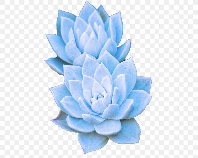 Blue Echeveria Flower Plant Petal, PNG, 500x654px, Blue, Aquatic Plant, Echeveria, Flower, Petal Download Free