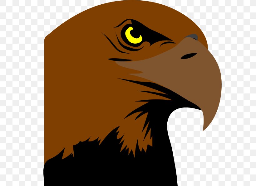 Philadelphia Eagles Bird Logo Clip Art, PNG, 600x597px, Philadelphia Eagles, Accipitriformes, Bald Eagle, Beak, Bird Download Free