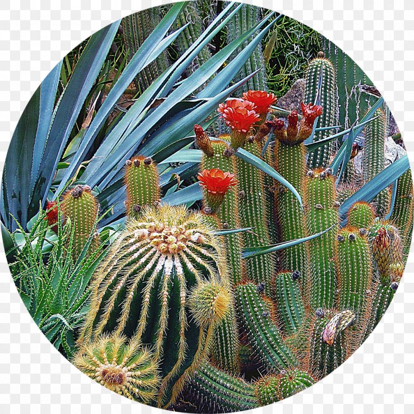 Tucson Botanical Gardens Desert Botanical Garden Westin La Paloma Resort & Spa, PNG, 1000x1000px, Tucson Botanical Gardens, Arizona, Biome, Botanical Garden, Botany Download Free
