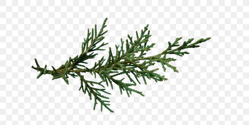 Christmas Tree Spruce Branch, PNG, 699x414px, Tree, Branch, Christmas, Christmas Tree, Conifer Download Free