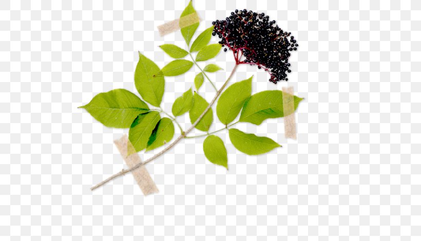 Elder Herb Shrub Dog-rose Rose Hip, PNG, 560x470px, Elder, Branch, Common Verbena, Dogrose, Elderberry Download Free