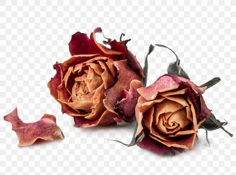Garden Roses, PNG, 1000x743px, Garden Roses, Artificial Flower, Cut Flowers, Flower, Hybrid Tea Rose Download Free