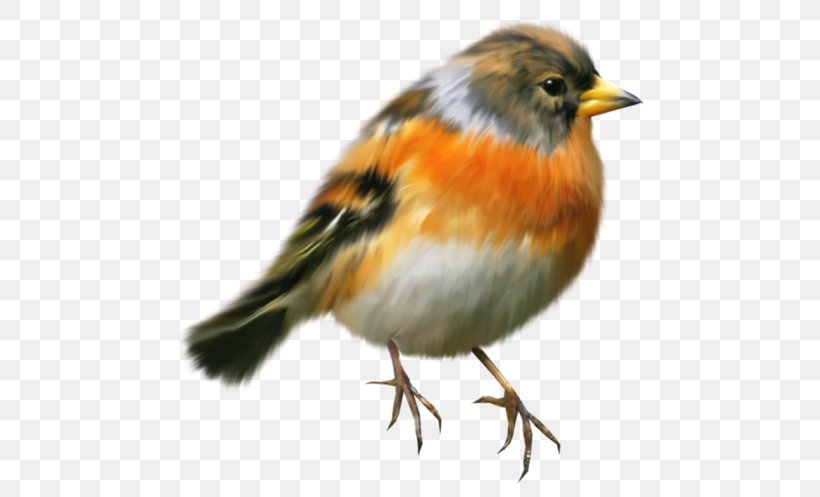 Robin Bird, PNG, 509x497px, Bird, American Robin, Animal, Beak, Brambling Download Free