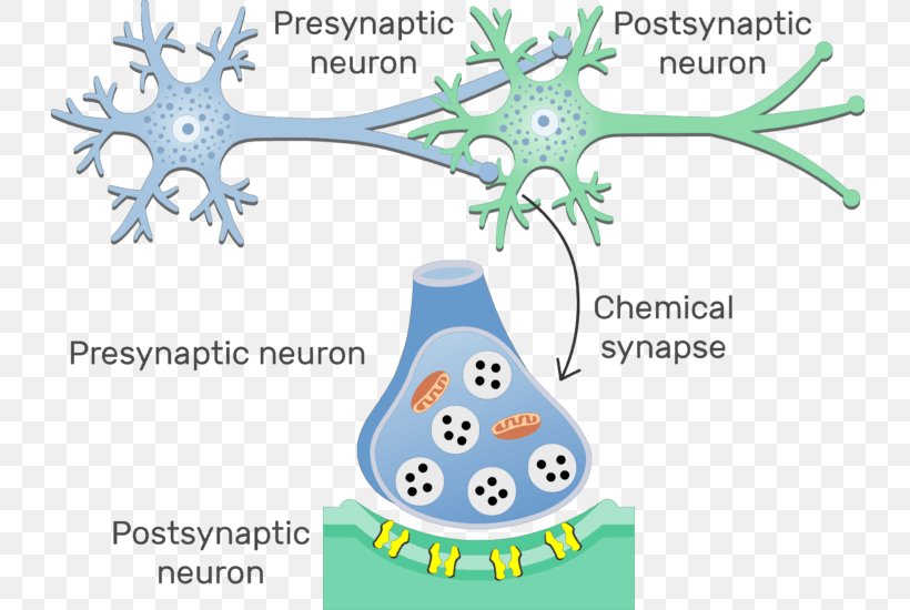 Electrical Synapse Neuron Postsynaptic Potential Chemical Synapse, PNG, 739x550px, Synapse, Area, Axon, Bird, Cell Membrane Download Free