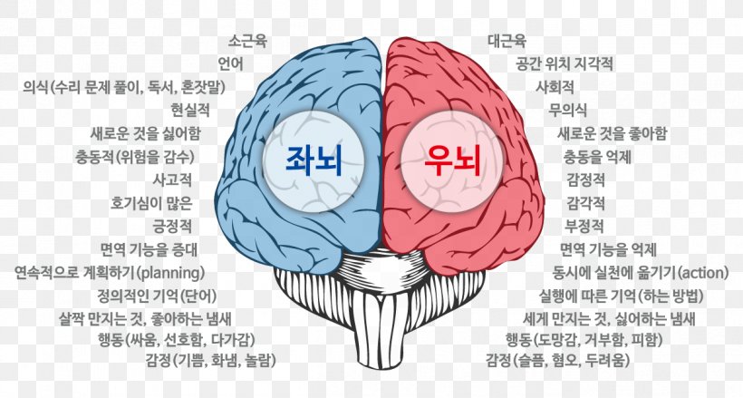 Brain Agy Cerebrum Neurology Cerebellum, PNG, 1201x644px, Watercolor, Cartoon, Flower, Frame, Heart Download Free