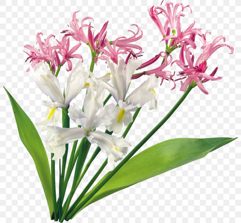 Floral Design Flower Clip Art, PNG, 800x759px, Floral Design, Art, Artificial Flower, Cut Flowers, Drawing Download Free