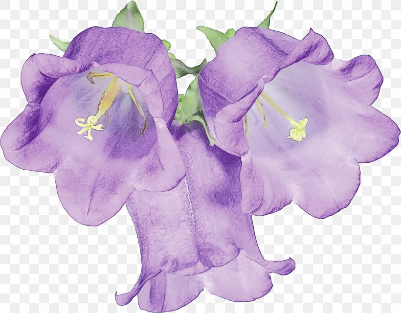 Lavender, PNG, 3142x2455px, Watercolor, Canterbury Bells, Flower, Flowering Plant, Lavender Download Free