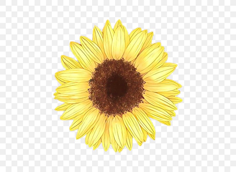 Sunflower, PNG, 600x600px, Cartoon, Asterales, Daisy Family, Flower, Flowering Plant Download Free