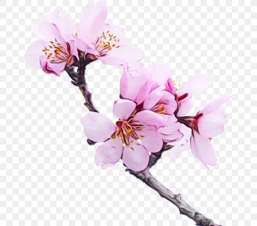 Family Tree Background, PNG, 663x720px, Watercolor, Blossom, Branch, Cherry Blossom, Flower Download Free
