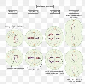 Homologous Chromosome X Chromosome Mitosis Clip Art, PNG, 426x595px ...