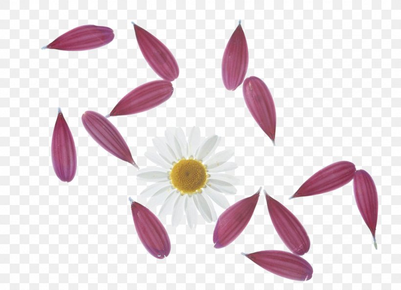 Petal Drawing Flower, PNG, 1024x742px, Petal, Designer, Drawing, Flower, Flowering Plant Download Free