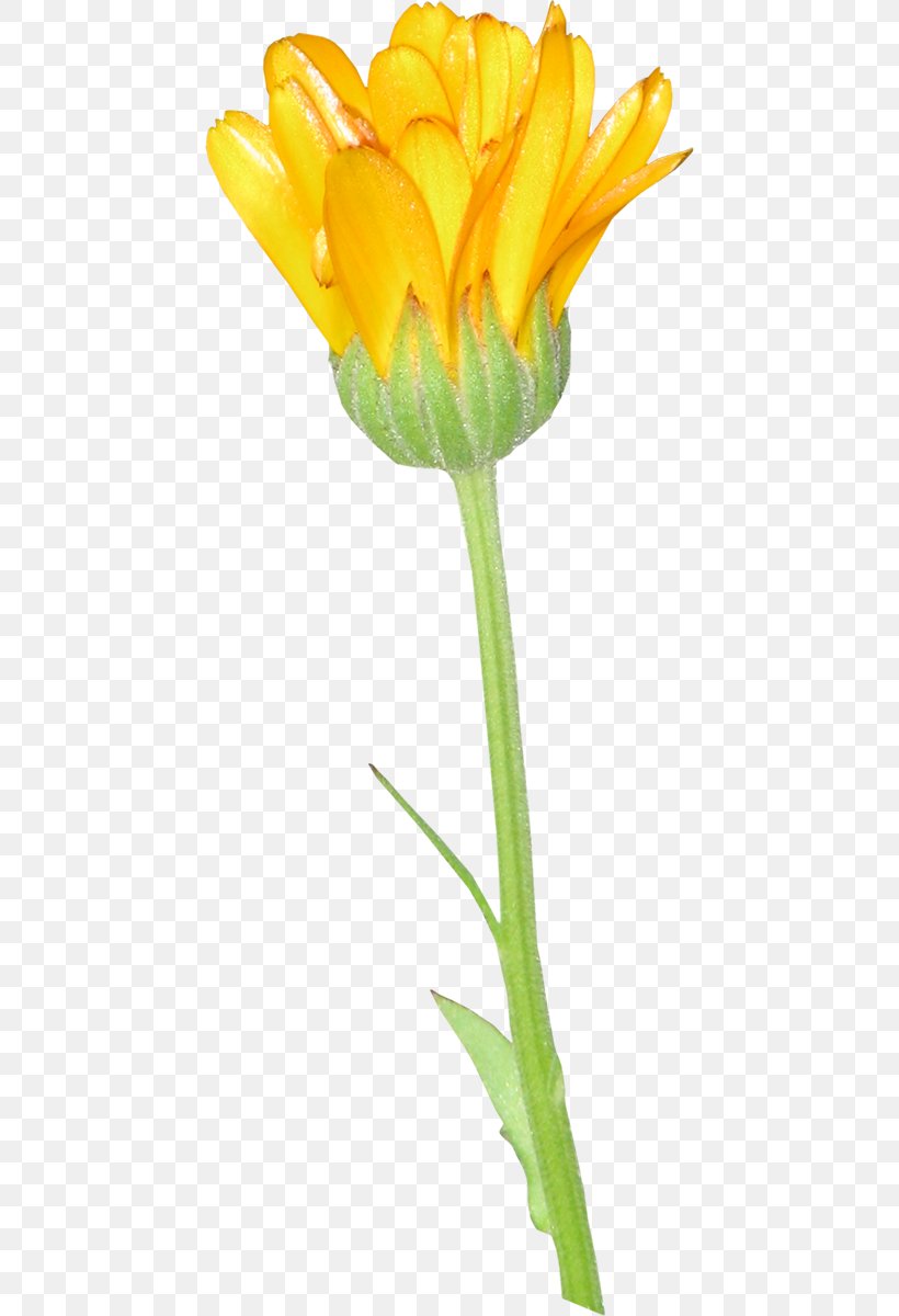 Tulip Light Flower Download, PNG, 446x1200px, Tulip, Bud, Cut Flowers, Dots Per Inch, Flower Download Free