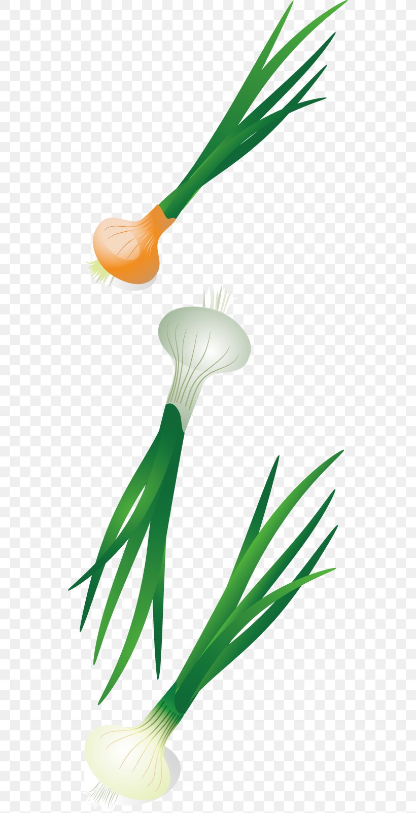 Vegetable Illustration, PNG, 551x1603px, Vegetable, Diagram, Flower, Food, Grass Download Free
