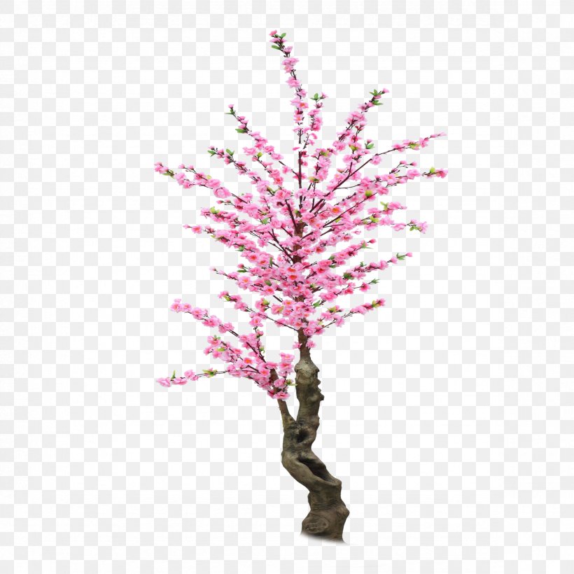 Cherry Blossom Cerasus Material, PNG, 2362x2363px, Cherry Blossom, Blossom, Branch, Cerasus, Cherry Download Free