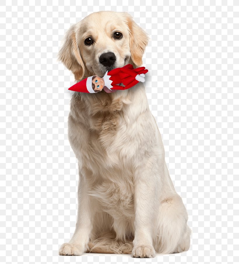 Labrador Retriever Pet How Your Dog Thinks Dog Breed, PNG, 600x907px, Labrador Retriever, Animal, Boo, Breed, Carnivoran Download Free