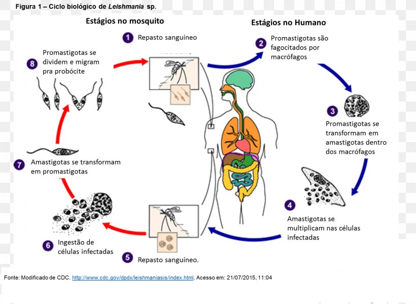 Leishmania Donovani Trypanosoma Brucei Phlebotomus Leishmaniasis Sandfly, PNG, 1561x1141px, Watercolor, Cartoon, Flower, Frame, Heart Download Free