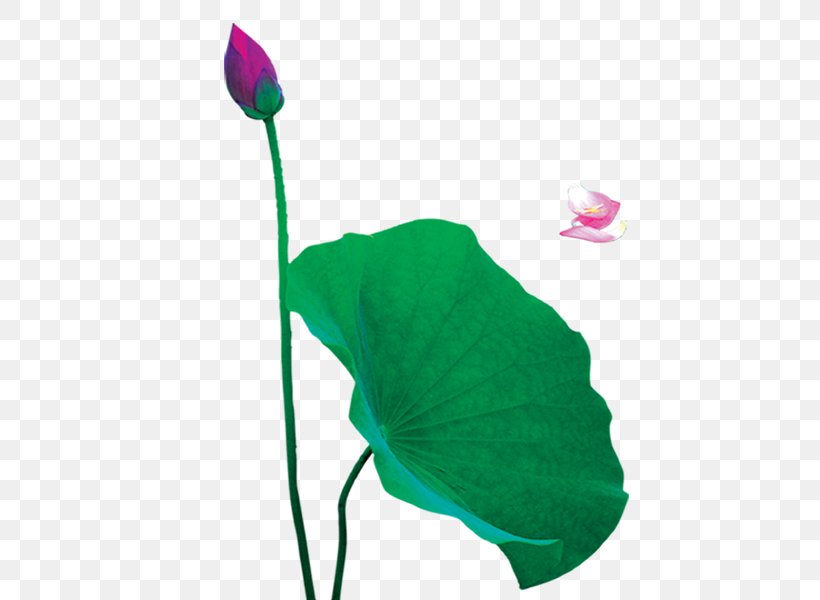 Nelumbo Nucifera Lotus Effect 蓮の葉 Clip Art, PNG, 600x600px, Nelumbo Nucifera, Designer, Flora, Flower, Flowering Plant Download Free