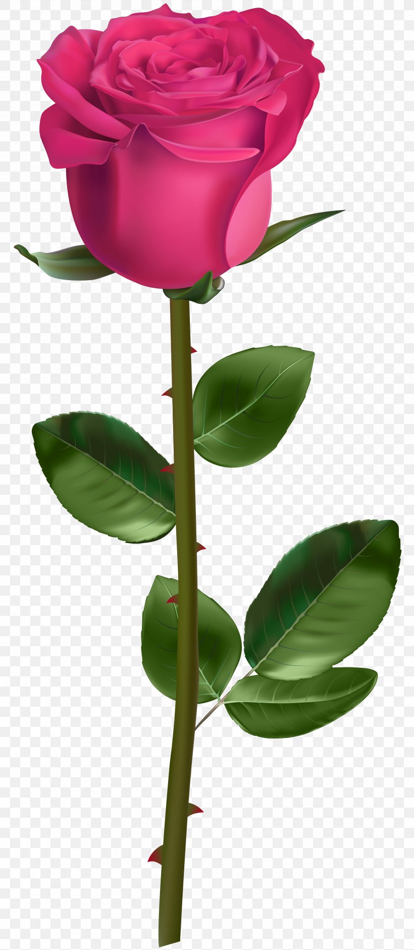 Rose Plant Stem Clip Art, PNG, 3484x8000px, Rose, Blue Rose, Bud, Cut Flowers, Drawing Download Free