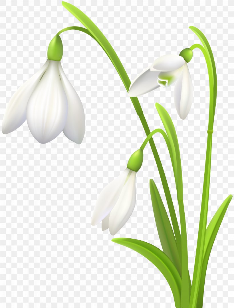 Snowdrop Clip Art, PNG, 6077x8000px, Snowdrop, Amaryllis Family, Animaatio, Bud, Email Download Free