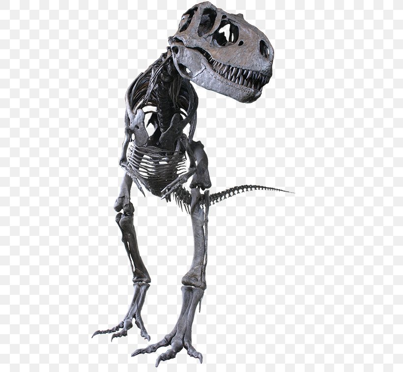 Albertosaurus Tyrannosaurus Rocky Mountain Dinosaur Resource Center Daspletosaurus Gorgosaurus, PNG, 450x757px, Albertosaurus, Action Figure, Alioramus, Daspletosaurus, Dinosaur Download Free