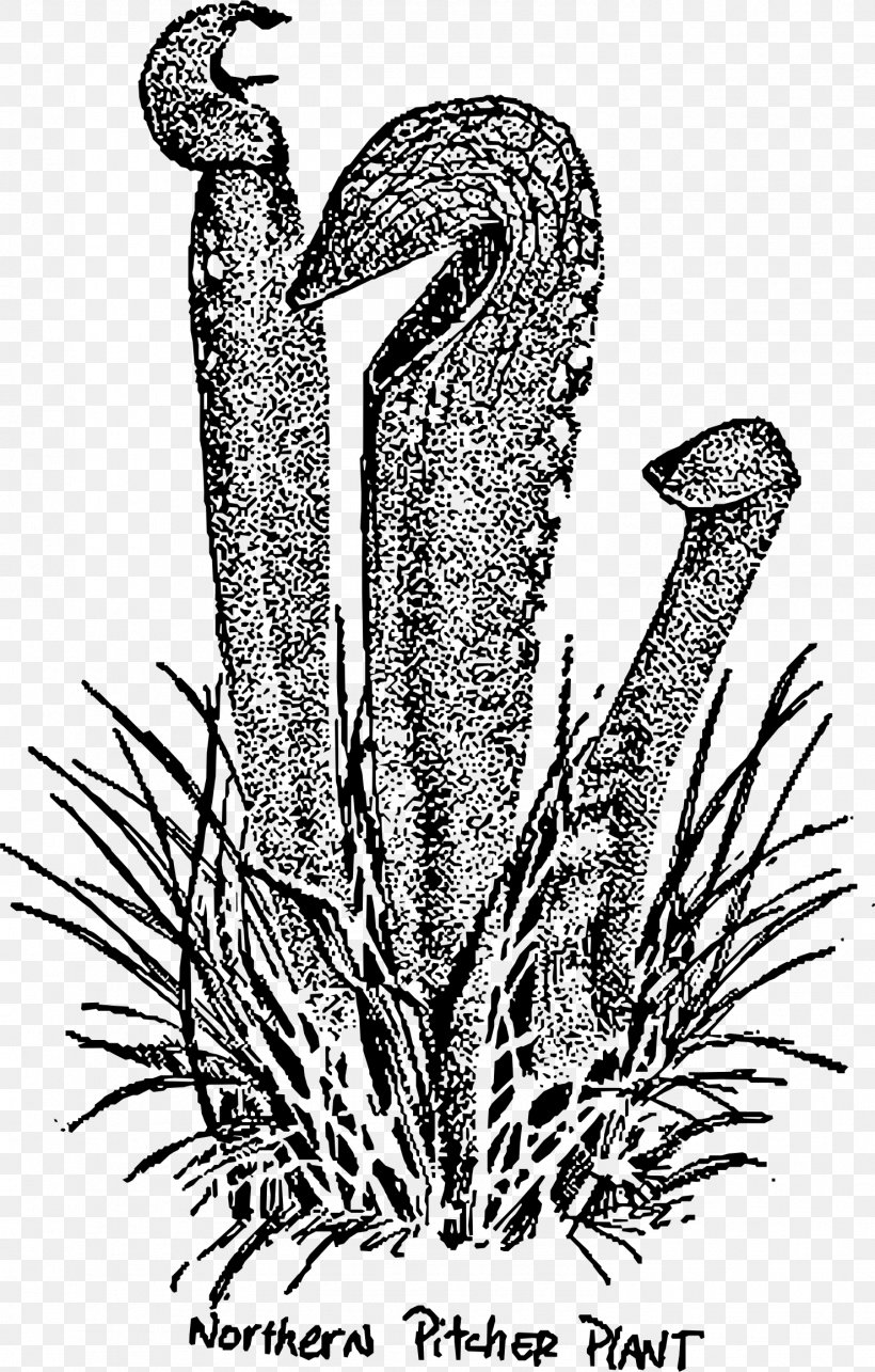 Drawing Line Art Shading, PNG, 1479x2318px, Drawing, Art, Black And White, Cactaceae, California Pitcher Plant Download Free