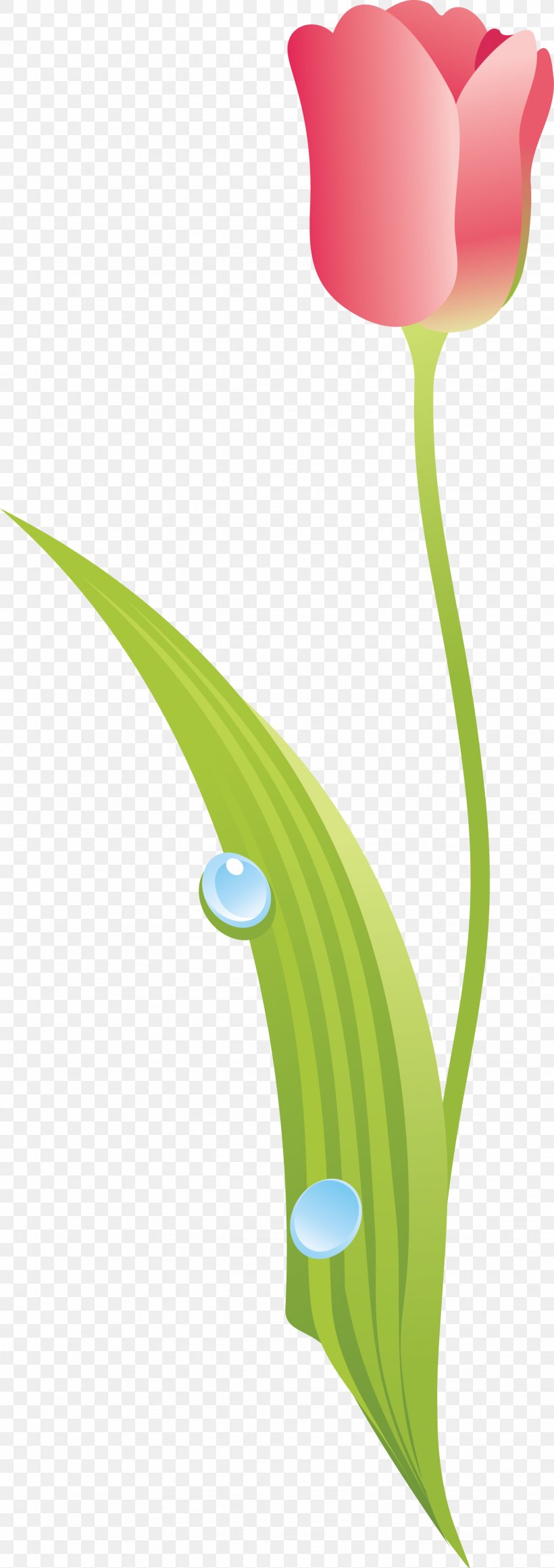 Flowering Plant Tulip Liliaceae Plant Stem, PNG, 1437x4068px, Flowering Plant, Flora, Flower, Grass, Leaf Download Free