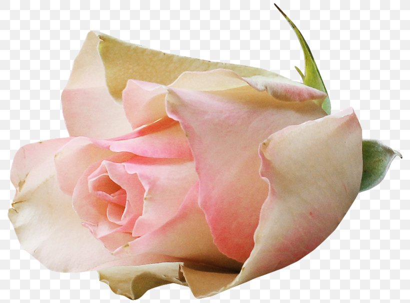 Garden Roses Cabbage Rose Floribunda Pink, PNG, 800x607px, Garden Roses, Blue Rose, Cabbage Rose, Close Up, Cut Flowers Download Free