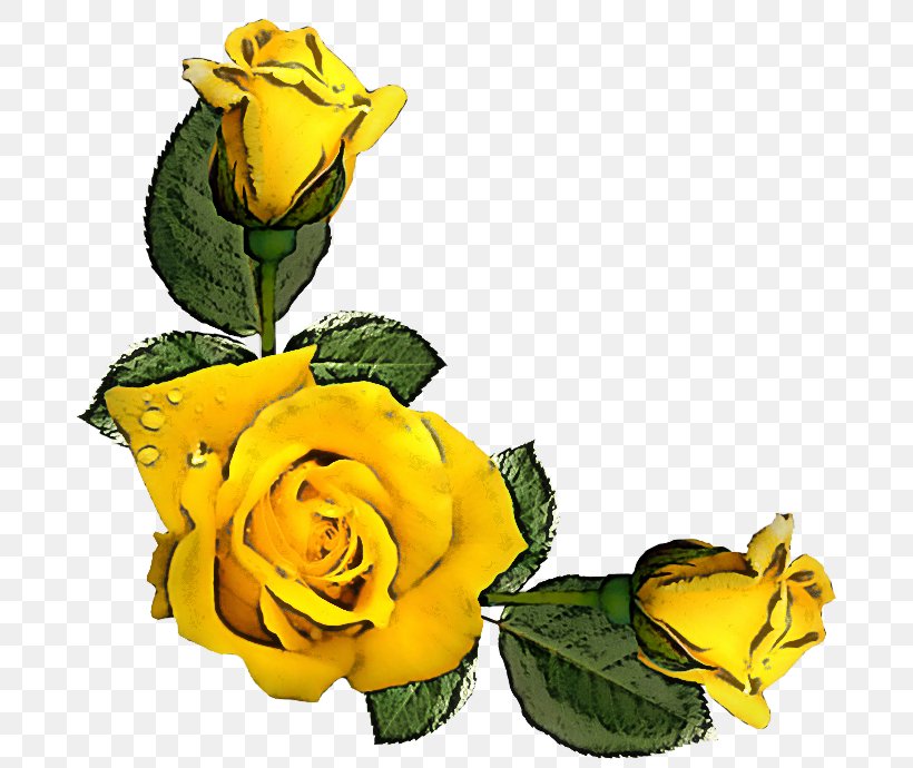 Garden Roses, PNG, 700x690px, Yellow, Austrian Briar, Cut Flowers, Flower, Garden Roses Download Free