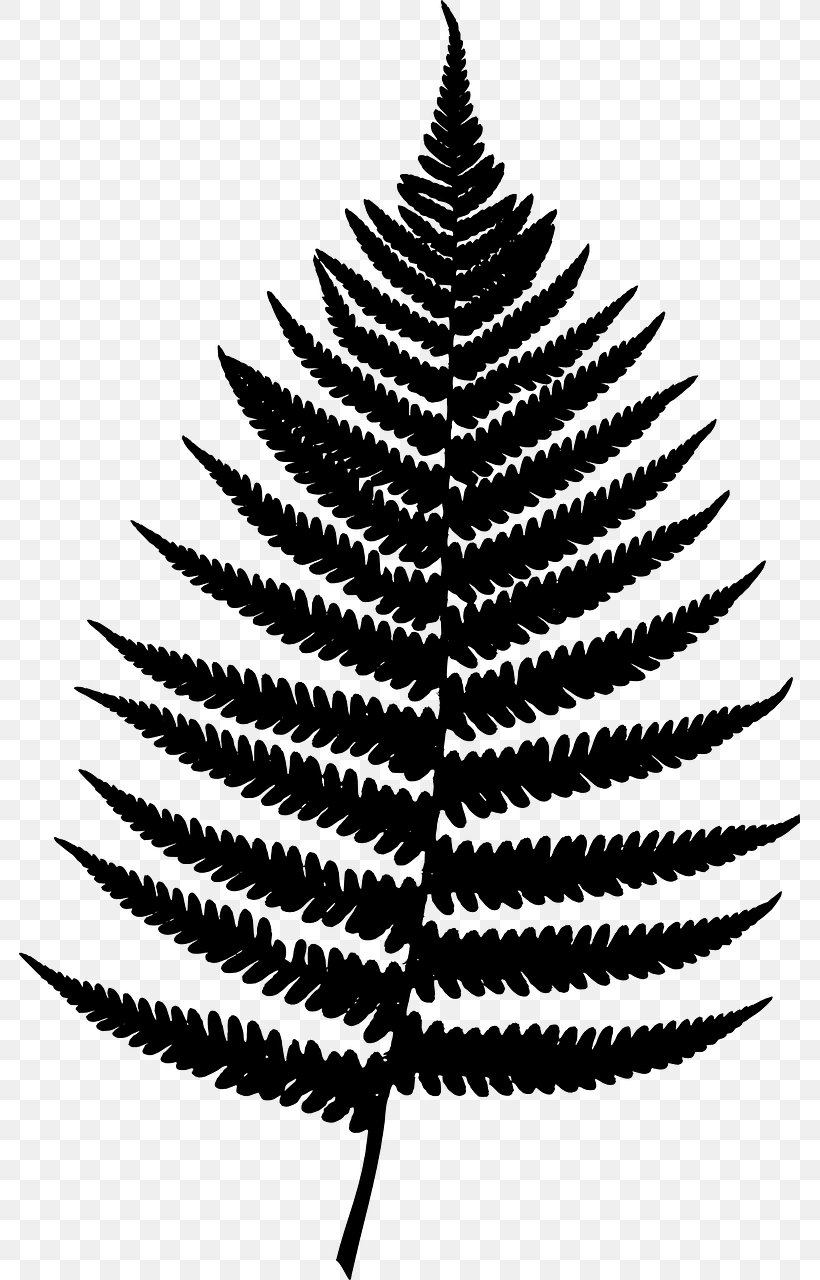 Poster Design Work Of Art Fir Vascular Plant, PNG, 781x1280px, Poster, Black And White, Blackandwhite, Botany, Colorado Spruce Download Free