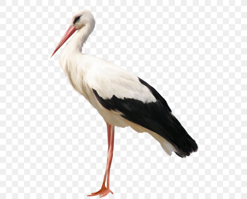 White Stork Gray Wolf Bird Crane Child, PNG, 525x660px, White Stork, Animal, Beak, Bird, Child Download Free