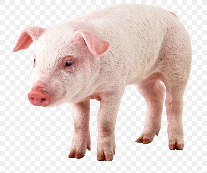 Domestic Pig Clip Art, PNG, 1024x860px, Domestic Pig, Image File Formats, Image Resolution, Livestock, Pig Download Free