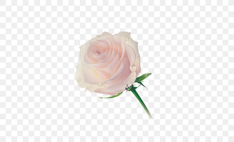 Garden Roses Washing Machines Cabbage Rose Flower Dishwasher, PNG, 500x500px, Garden Roses, Artificial Flower, Cabbage Rose, Capsule, Clothing Download Free