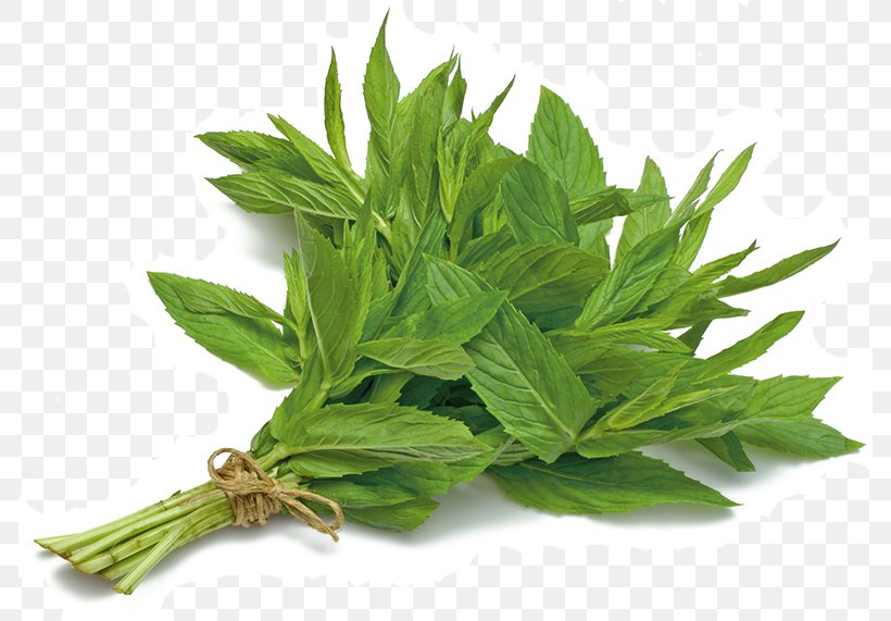Herb Vegetable Ghormeh Sabzi Peppermint Parsley, PNG, 786x571px, Herb, Basil, Dill, Dishwasher Detergent, Fines Herbes Download Free